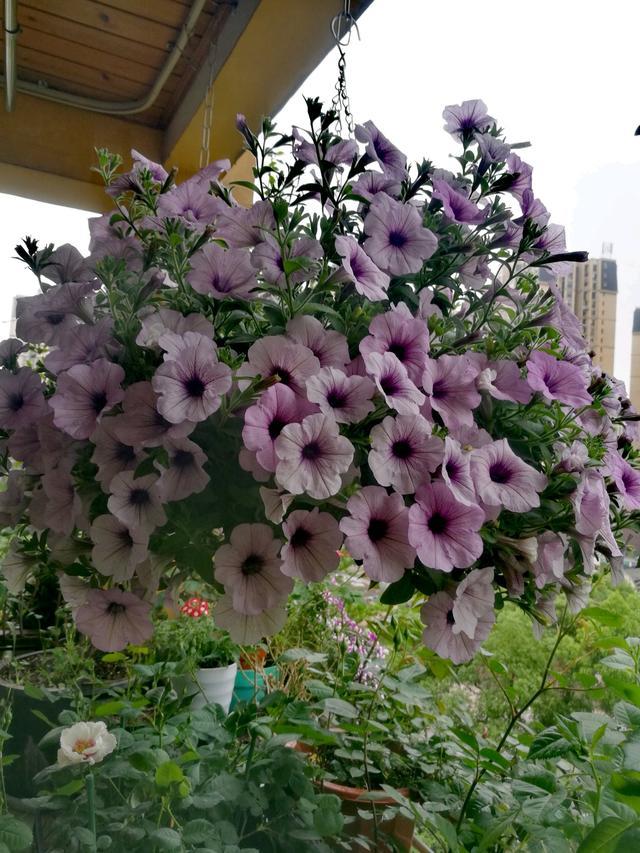 花境的植物品种大全，探索绚丽多彩的自然世界